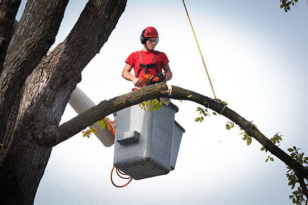 Best Aeration Services  in Balmville, NY