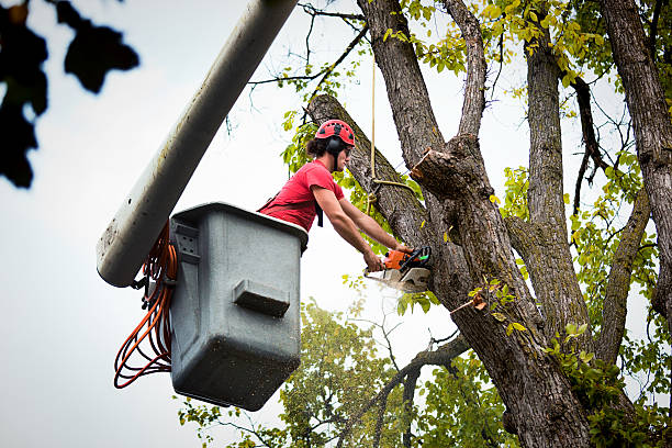 Best Tree and Shrub Care  in Balmville, NY