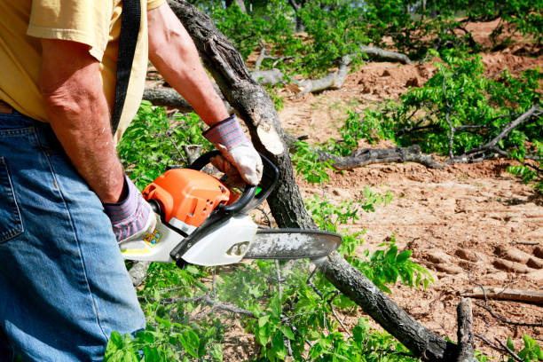 Best Stump Grinding and Removal  in Balmville, NY